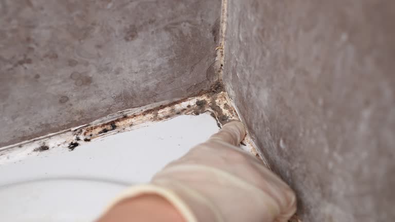 Dehumidification Services in Malakoff, TX
